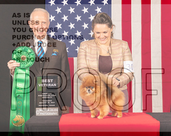Pomeranian #30 Thur BVet Judge_Fred_Bassett_0235_HstnToy21-HR3