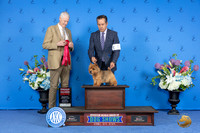 Norwich Terrier #7 SAT G2 Judge Jon Cole