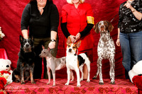Cattle Dog AHT Rat GSP Family Debbie Holmes