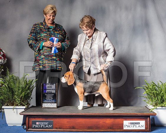 Beagle 15 #21 Sun WD Judge Sheila D Paske-SSR_6656-HR3