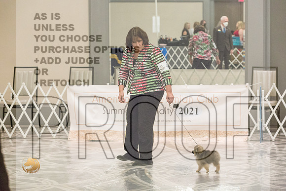 Pomeranian Thurs 4to6B Specialty_1717-HstnToy21-HR3