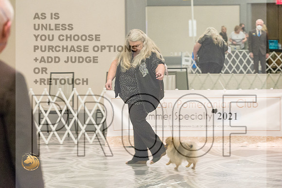 Pomeranian Thurs 4to6B Specialty_1722-HstnToy21-HR3