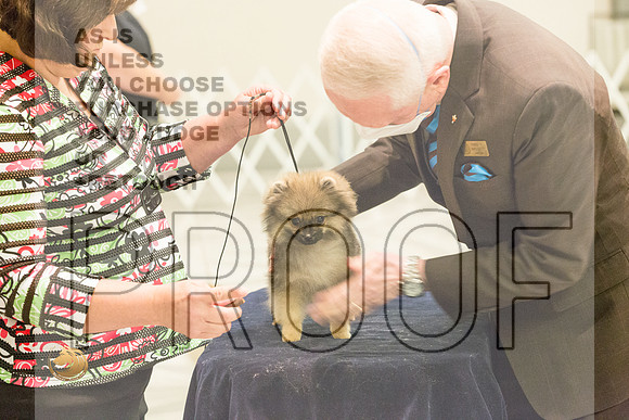 Pomeranian Thurs 4to6B Specialty_1727-HstnToy21-HR3