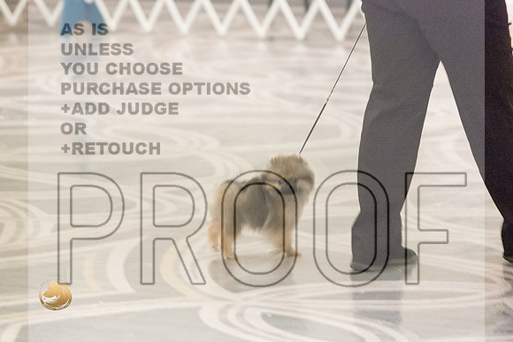 Pomeranian Thurs 4to6B Specialty_1732-HstnToy21-HR3