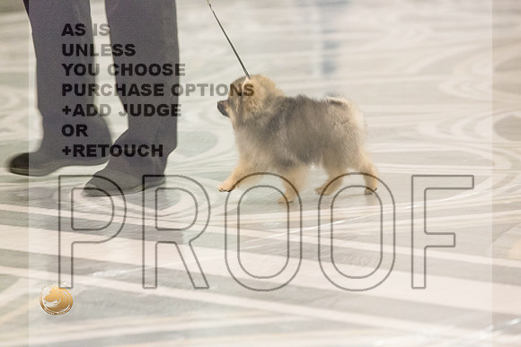 Pomeranian Thurs 4to6B Specialty_1738-HstnToy21-HR3