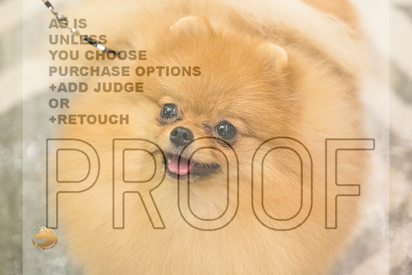 Pomeranian Thurs 6to9B Specialty_2282-HstnToy21-HR3