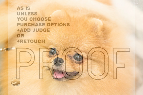 Pomeranian Thurs 6to9B Specialty_2286-HstnToy21-HR3