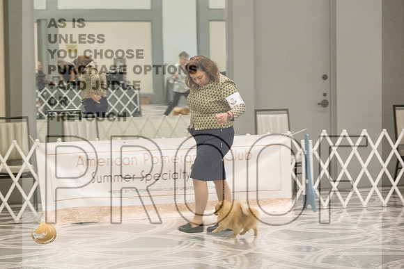 Pomeranian Thurs 6to9B Specialty_2292-HstnToy21-HR3