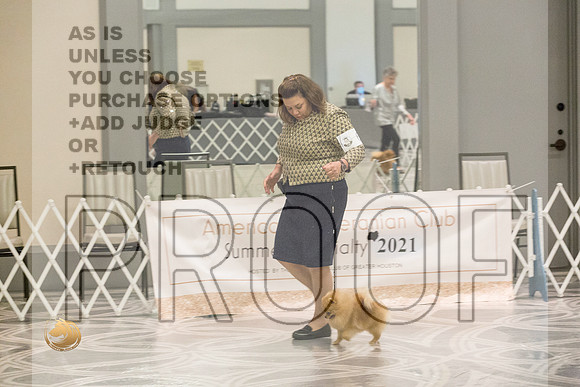 Pomeranian Thurs 6to9B Specialty_2294-HstnToy21-HR3