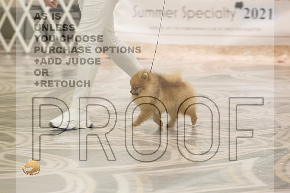 Pomeranian Thurs 6to9D Specialty_1821-HstnToy21-HR3