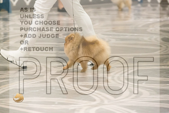 Pomeranian Thurs 6to9D Specialty_1828-HstnToy21-HR3