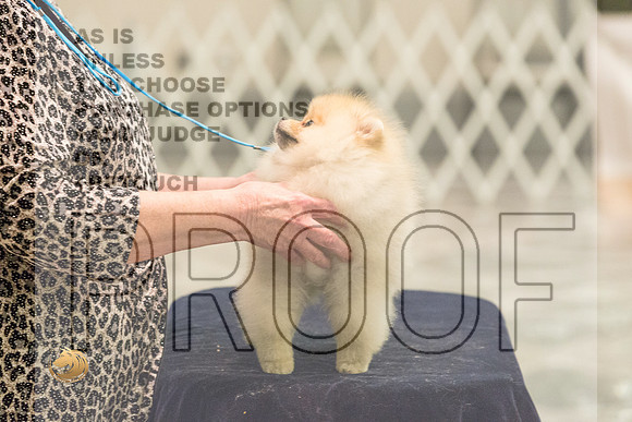 Pomeranian Thurs 6to9D Specialty_1829-HstnToy21-HR3
