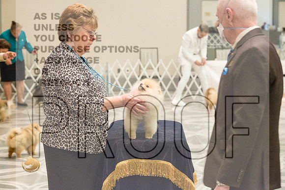 Pomeranian Thurs 6to9D Specialty_1831-HstnToy21-HR3