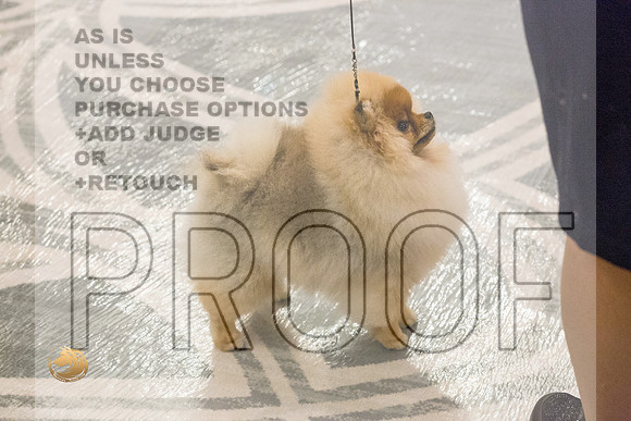 Pomeranian Thurs 9to12 Winners Sweeps_1662-HstnToy21-HR3