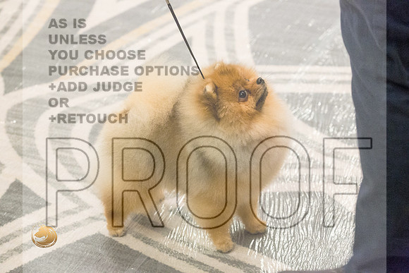 Pomeranian Thurs 9to12 Winners Sweeps_1664-HstnToy21-HR3