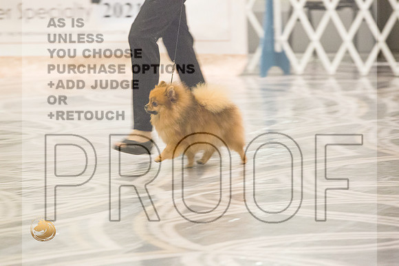 Pomeranian Thurs 9to12B Specialty_1645-HstnToy21-HR3