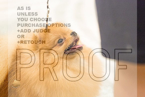 Pomeranian Thurs 9to12B Specialty_1650-HstnToy21-HR3