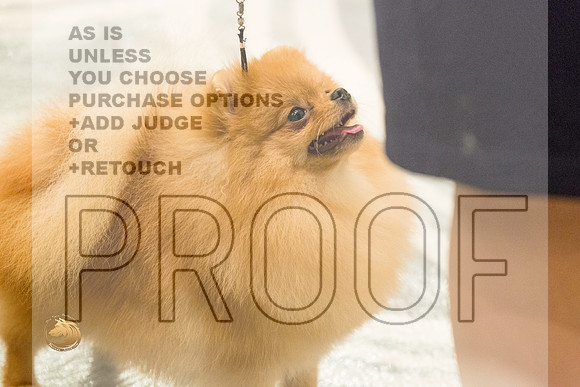 Pomeranian Thurs 9to12B Specialty_1652-HstnToy21-HR3
