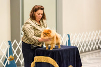 Pomeranian Thurs AmBredB Specialty