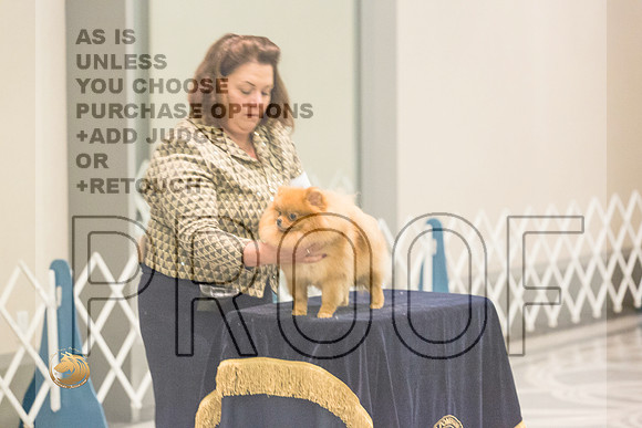 Pomeranian Thurs AmBredB Specialty_2463-HstnToy21-HR3