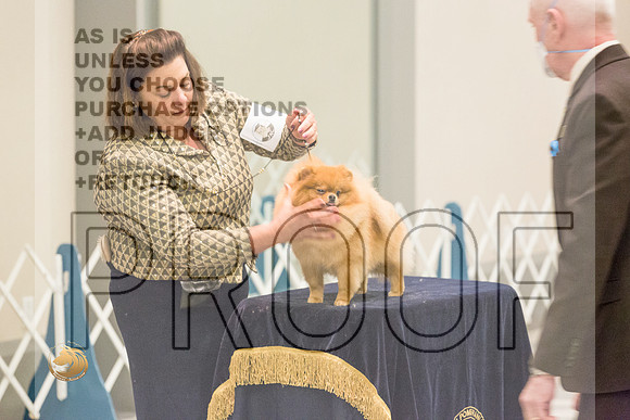Pomeranian Thurs AmBredB Specialty_2465-HstnToy21-HR3