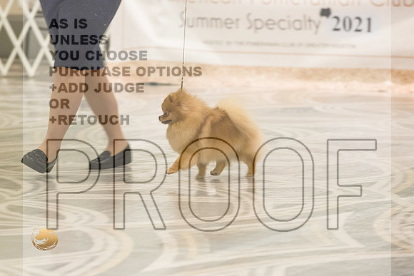 Pomeranian Thurs AmBredB Specialty_2467-HstnToy21-HR3