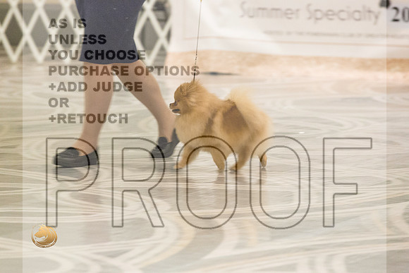Pomeranian Thurs AmBredB Specialty_2468-HstnToy21-HR3