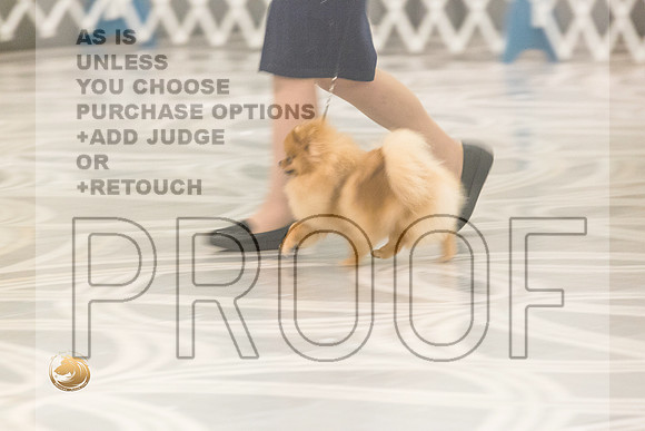 Pomeranian Thurs AmBredB Specialty_2472-HstnToy21-HR3