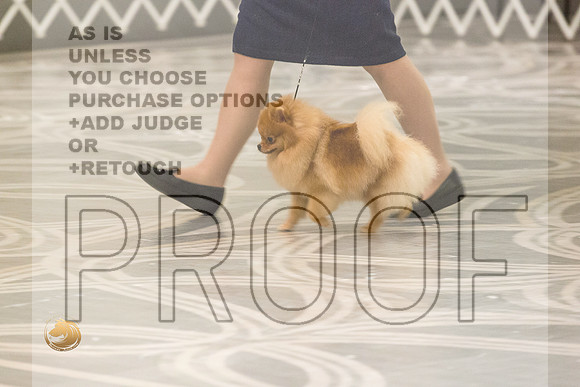 Pomeranian Thurs AmBredB Specialty_2474-HstnToy21-HR3