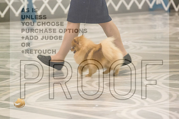Pomeranian Thurs AmBredB Specialty_2475-HstnToy21-HR3