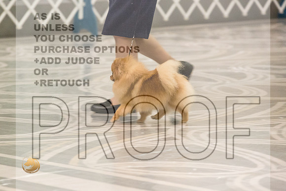 Pomeranian Thurs AmBredB Specialty_2476-HstnToy21-HR3