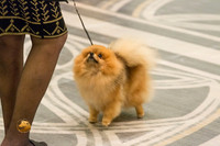 Pomeranian Thurs BBE Ring