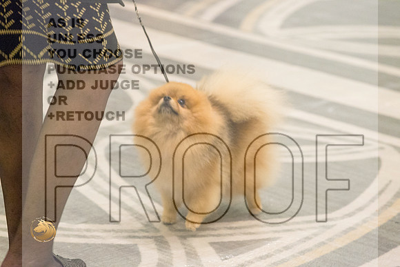 Pomeranian Thurs BBE Ring_2849-HstnToy21-HR3