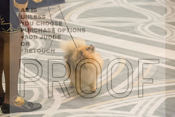 Pomeranian Thurs BBE Ring_2851-HstnToy21-HR3