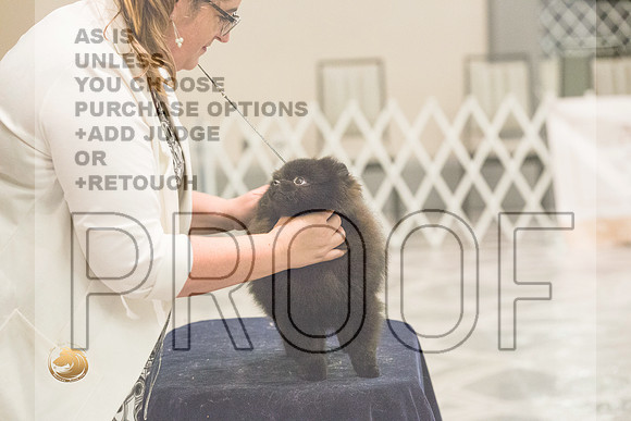 Pomeranian Thurs BBE Specialty_2117-HstnToy21-HR3