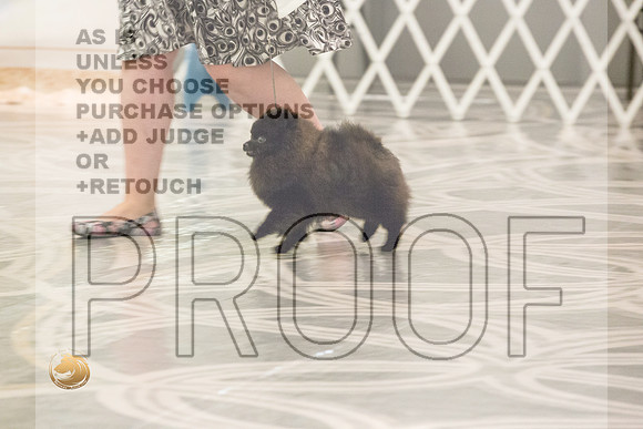Pomeranian Thurs BBE Specialty_2122-HstnToy21-HR3