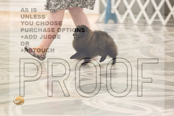 Pomeranian Thurs BBE Specialty_2124-HstnToy21-HR3