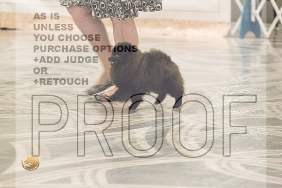 Pomeranian Thurs BBE Specialty_2126-HstnToy21-HR3