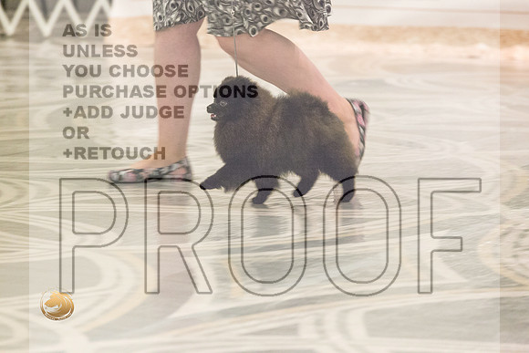 Pomeranian Thurs BBE Specialty_2128-HstnToy21-HR3