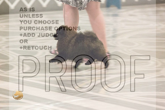 Pomeranian Thurs BBE Specialty_2140-HstnToy21-HR3