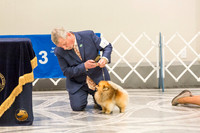 Pomeranian Thurs BOB Specialty