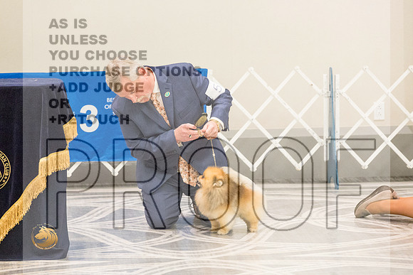 Pomeranian Thurs BOB Specialty_2602-HstnToy21-HR3