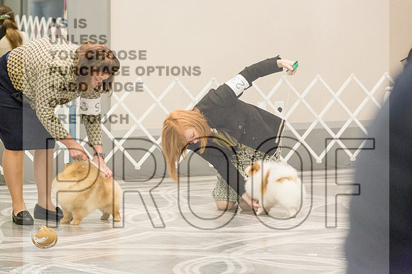Pomeranian Thurs BOB Specialty_2605-HstnToy21-HR3