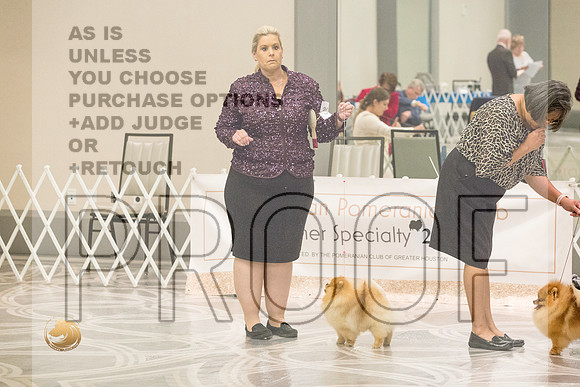 Pomeranian Thurs BOB Specialty_2607-HstnToy21-HR3