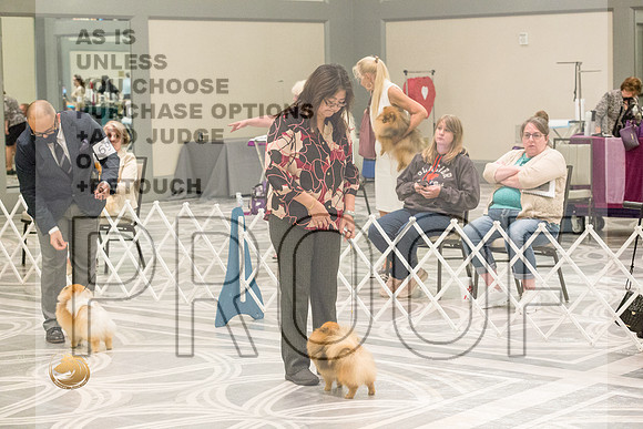 Pomeranian Thurs BOB Specialty_2610-HstnToy21-HR3