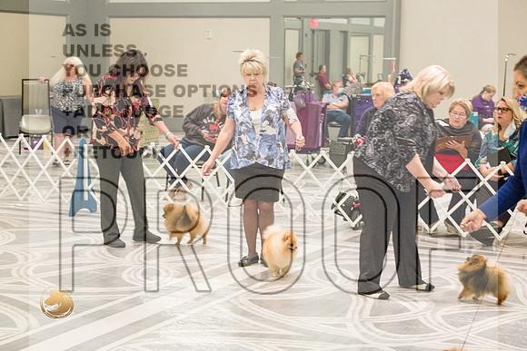 Pomeranian Thurs BOB Specialty_2614-HstnToy21-HR3