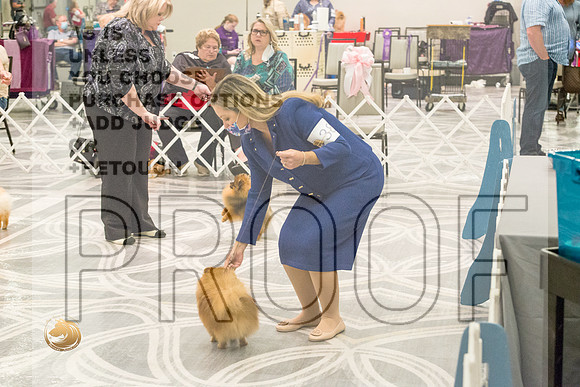 Pomeranian Thurs BOB Specialty_2617-HstnToy21-HR3