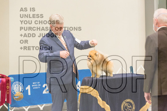 Pomeranian Thurs BOB Specialty_2620-HstnToy21-HR3