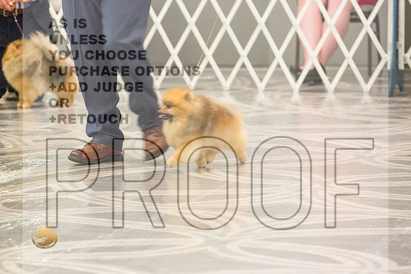 Pomeranian Thurs BOB Specialty_2621-HstnToy21-HR3