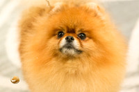 Pomeranian Thurs Juniors
